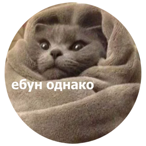 Эмодзи котики