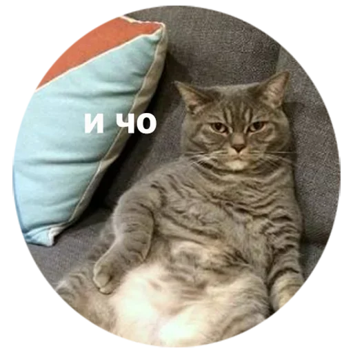 Эмодзи котики