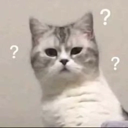 Эмодзи коты