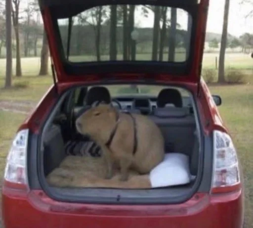 Эмодзи capybara
