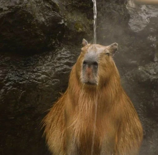 Эмодзи capybara