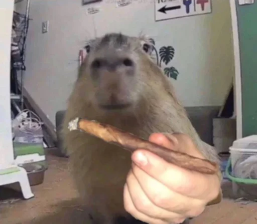 Эмодзи capybara