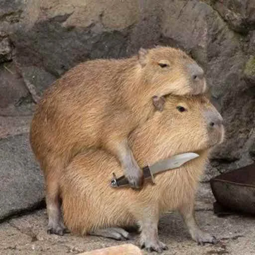 Эмодзи capybara