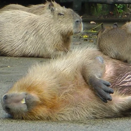 Эмодзи Капибары