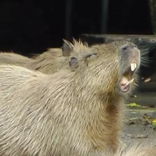 Эмодзи Капибары