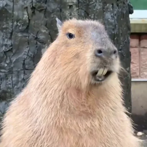 Эмодзи Капибары