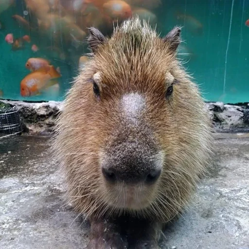 Эмодзи Капибары