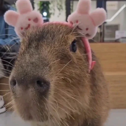 Эмодзи Капибары