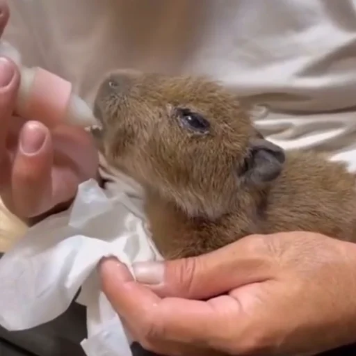 Эмодзи Капибары