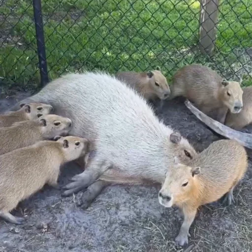 Эмодзи Капибары