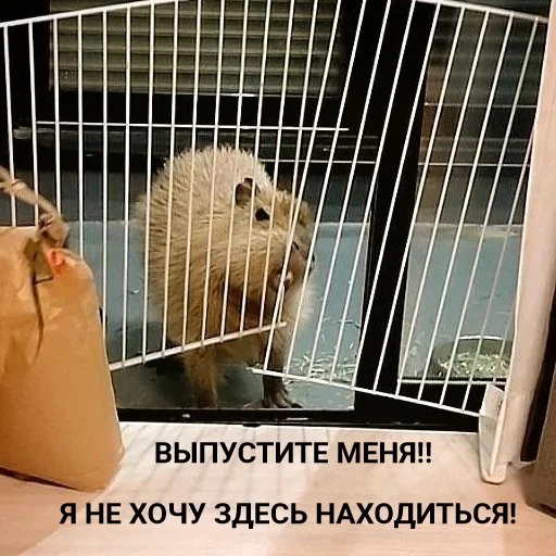 Эмодзи Капибары