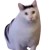 Эмодзи catass