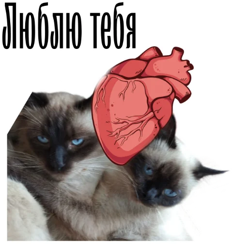 Эмодзи cat channel