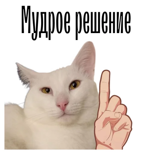 Эмодзи cat channel