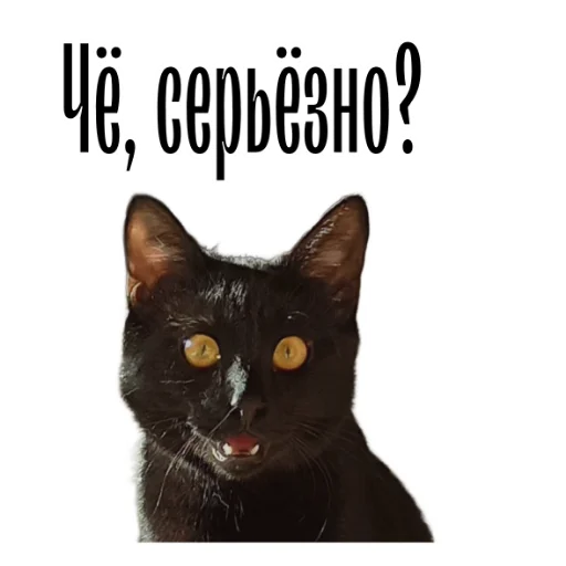 Эмодзи cat channel meow 2