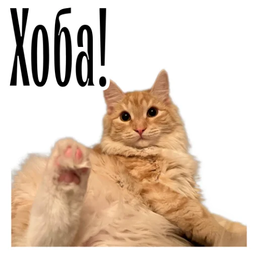Эмодзи cat channel meow 2