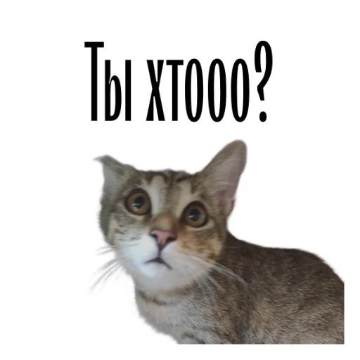 Эмодзи cat channel meow 2