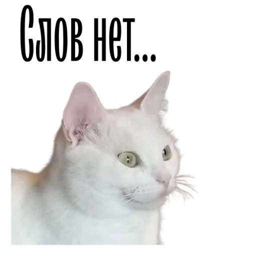 Эмодзи cat channel meow 2