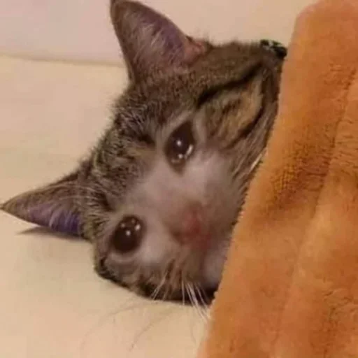 Эмодзи Pussys ➡️