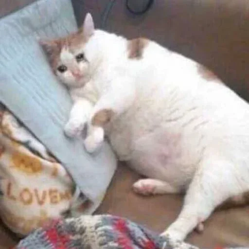 Эмодзи Pussys ➡️