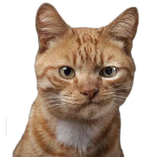 Эмодзи Котейки