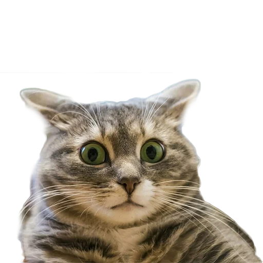 Эмодзи Котейки