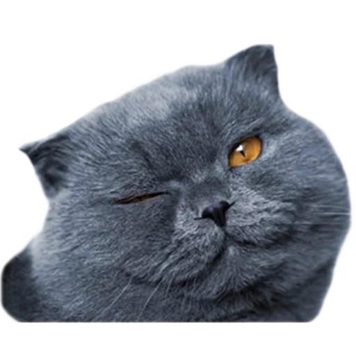 Эмодзи Котейки