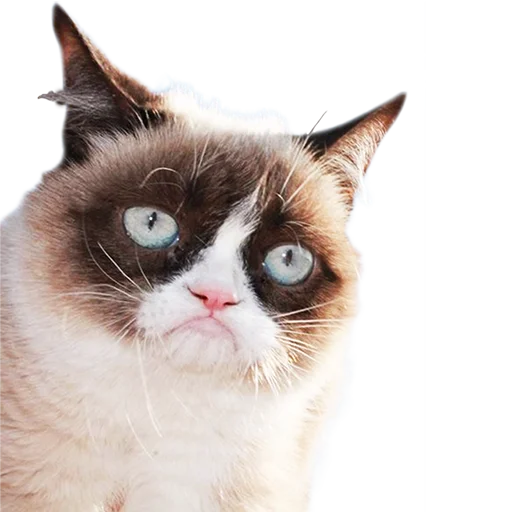 Эмодзи Котейки