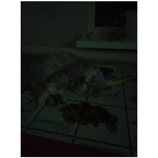 Эмодзи Котики