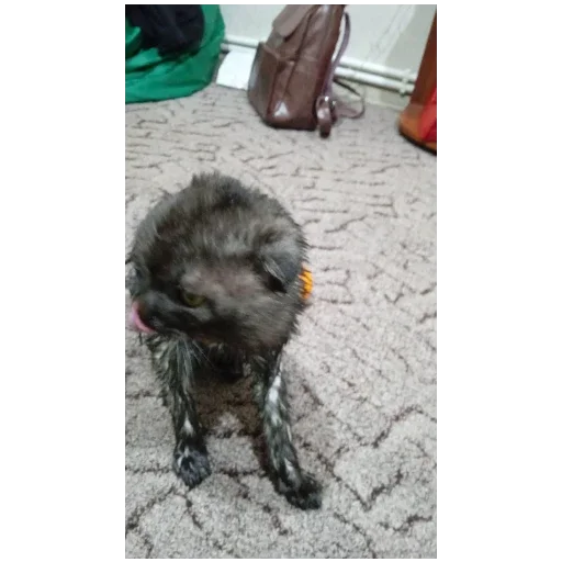 Эмодзи Котики