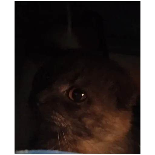 Эмодзи Котики