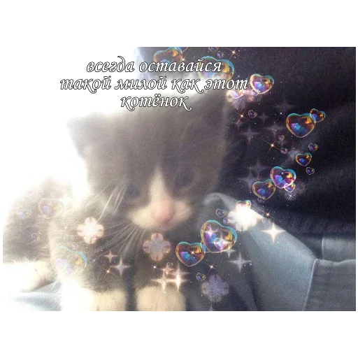 Эмодзи Котики