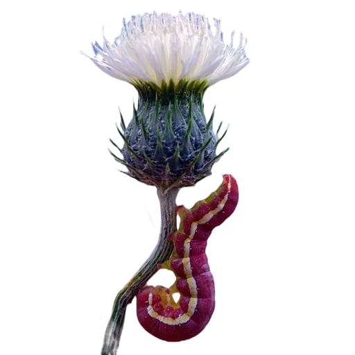 Эмодзи Caterpillar