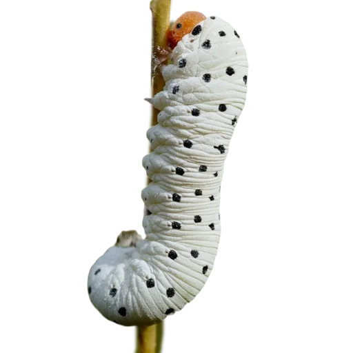 Эмодзи Caterpillar