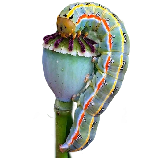 Эмодзи Caterpillar