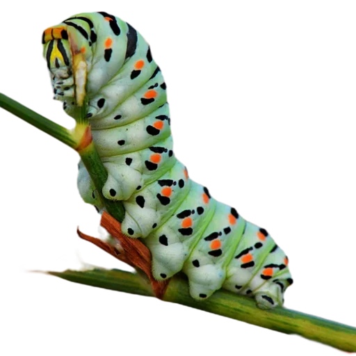 Эмодзи Caterpillar