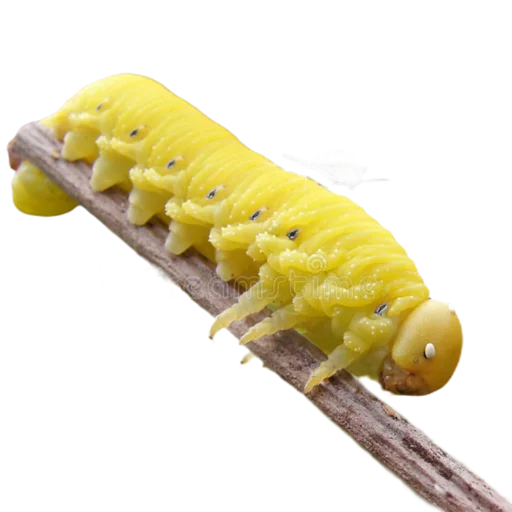 Эмодзи Caterpillar