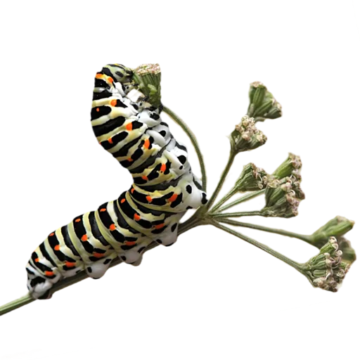 Эмодзи Caterpillar