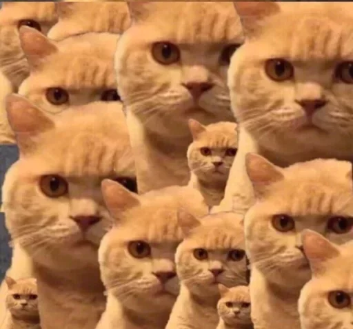 Эмодзи catislooking