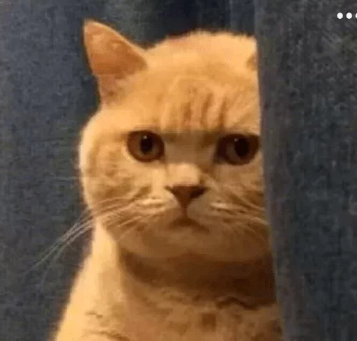 Эмодзи catislooking