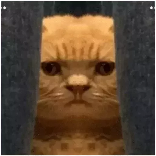 Эмодзи catislooking