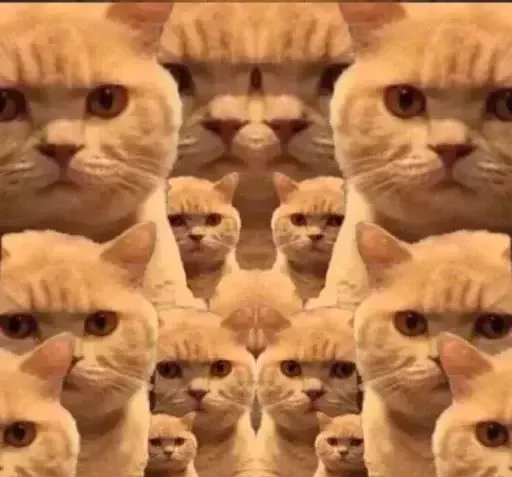 Эмодзи catislooking