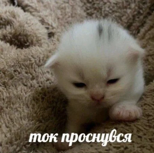 Эмодзи котики