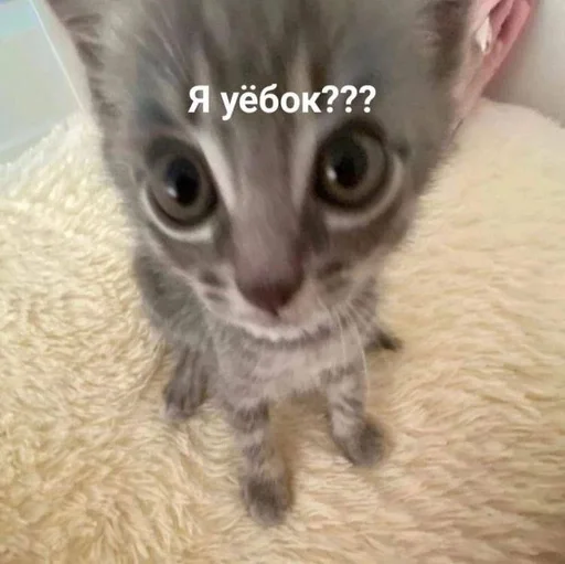 Эмодзи котики