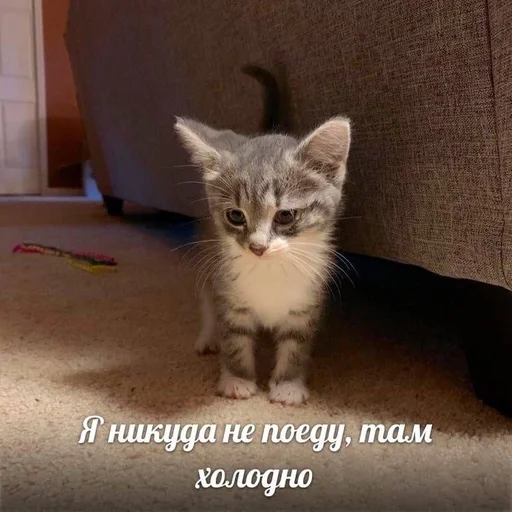 Эмодзи котики