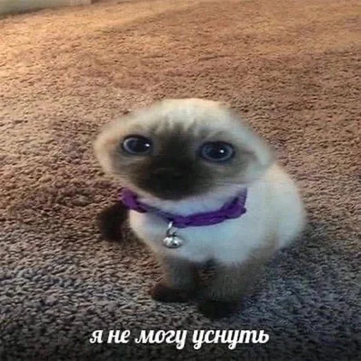 Эмодзи котики