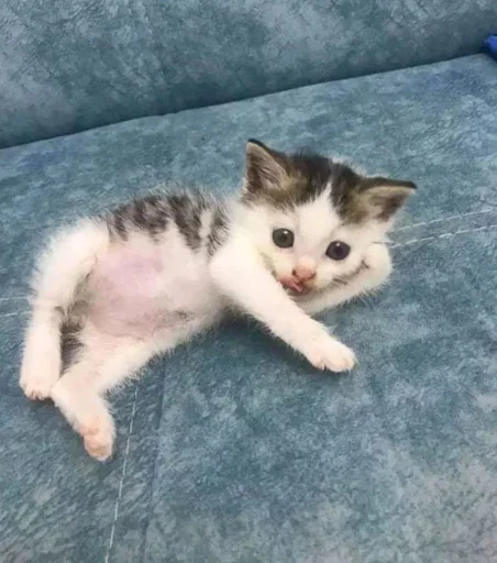 Эмодзи cat pack