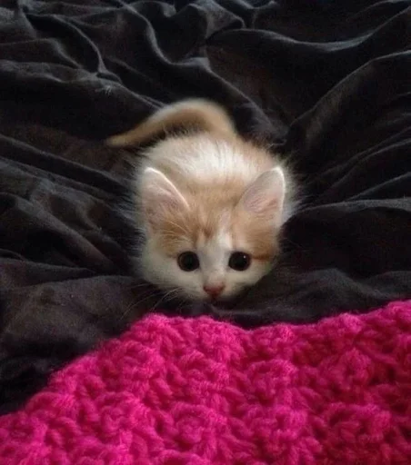 Эмодзи cat pack