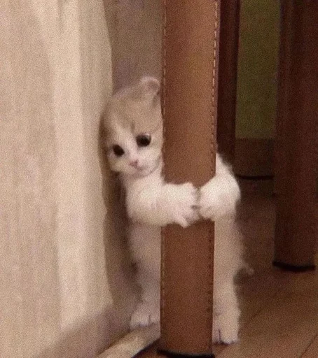 Эмодзи cat pack