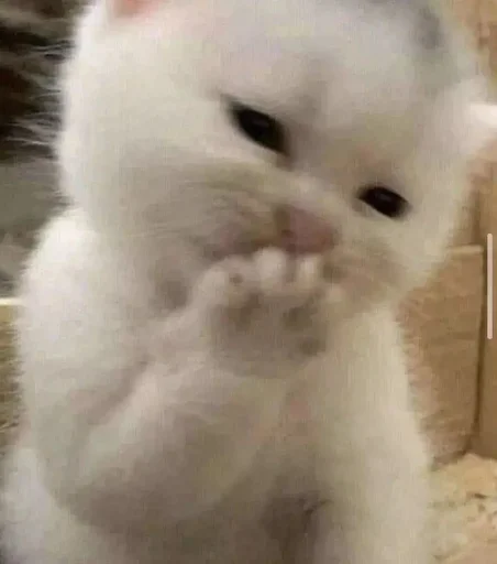 Эмодзи cat pack